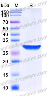 EHD11201, SDS-PAGE