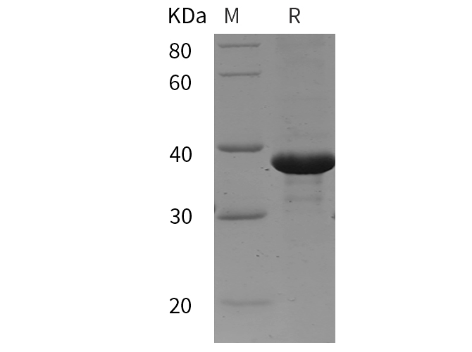 Валидация Elabscience PDEM100291(617)