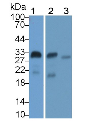 39558