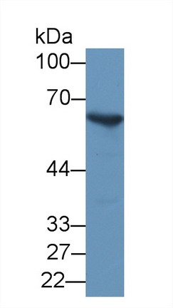 8499