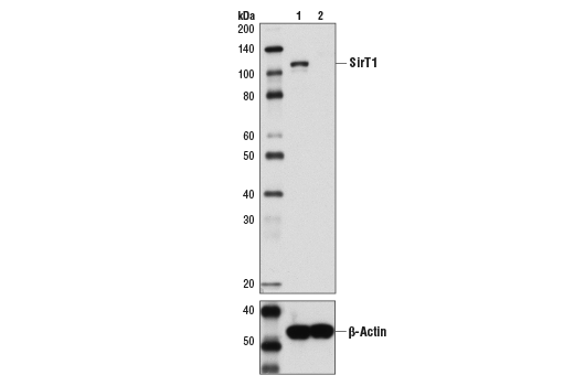 Валидация AssayVector ARM1425(1219)