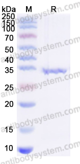Валидация AntibodySystem YHC00801