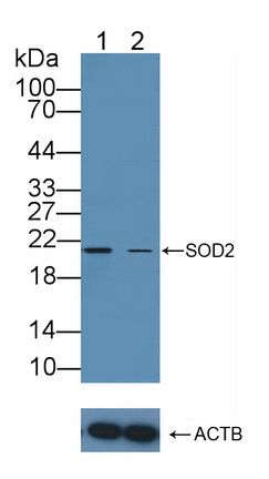12123