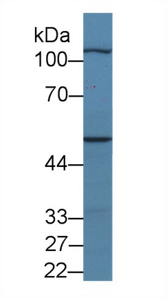 10325