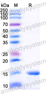 Валидация SDS-PAGE - AntibodySystem RHG62203