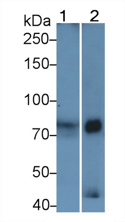 62537