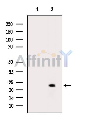 Валидация Affinity DF15993 - 12528