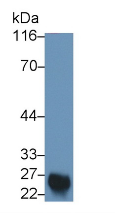 52585