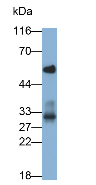 32961