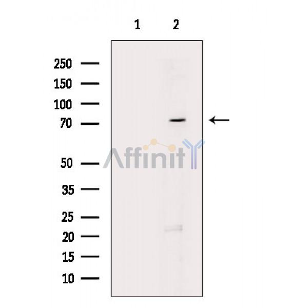 Валидация Affinity DF2955 - 13700