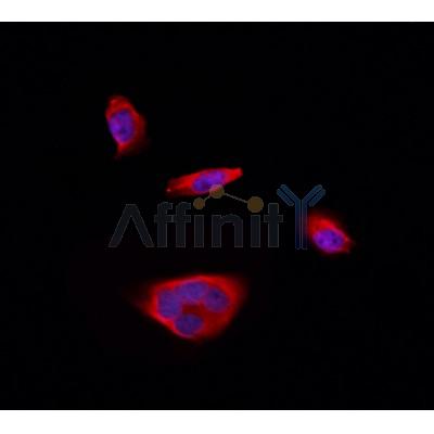 Валидация Affinity DF3677 - 14687