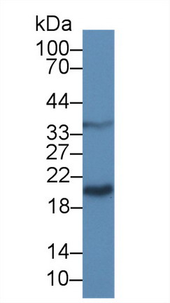9774