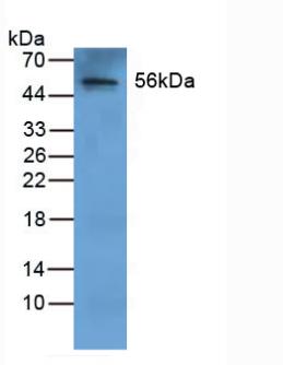 5426