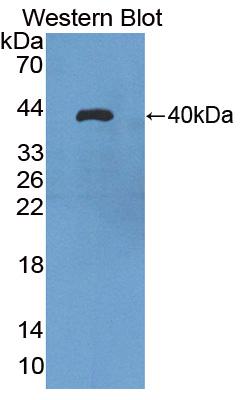 41240