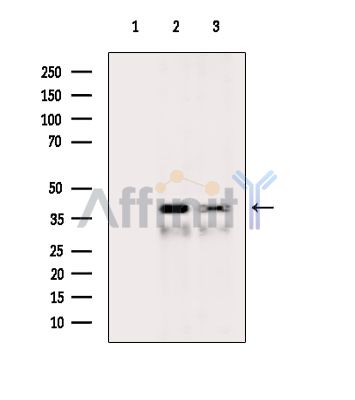 Валидация Affinity DF2750 - 13482