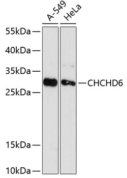 Валидация Elabscience E-AB-64373