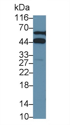 23355