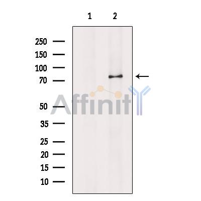 Валидация Affinity DF8677 - 20650