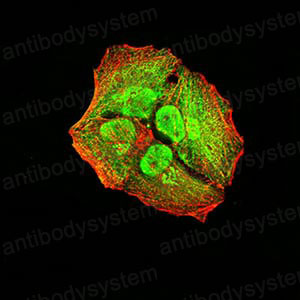 Валидация IF - AntibodySystem RHG02803
