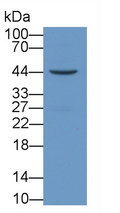 62631