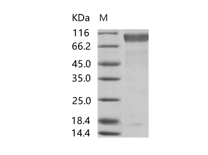 Валидация Elabscience PKSV030145(5922)