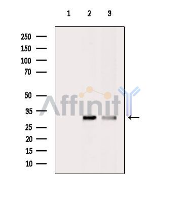 Валидация Affinity DF8355 - 20210