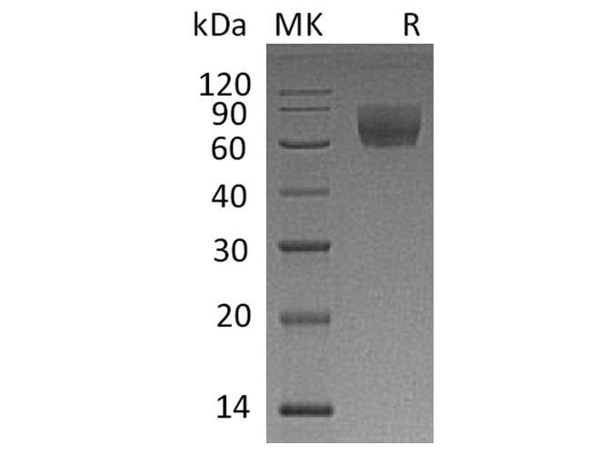 Валидация Elabscience PKSQ050076(5445)