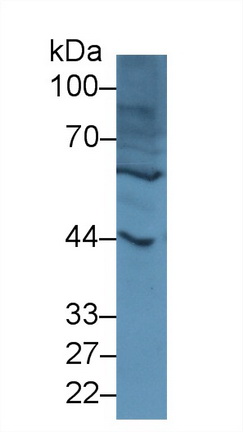 13113