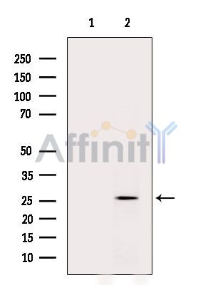 Валидация Affinity DF15538 - 11929