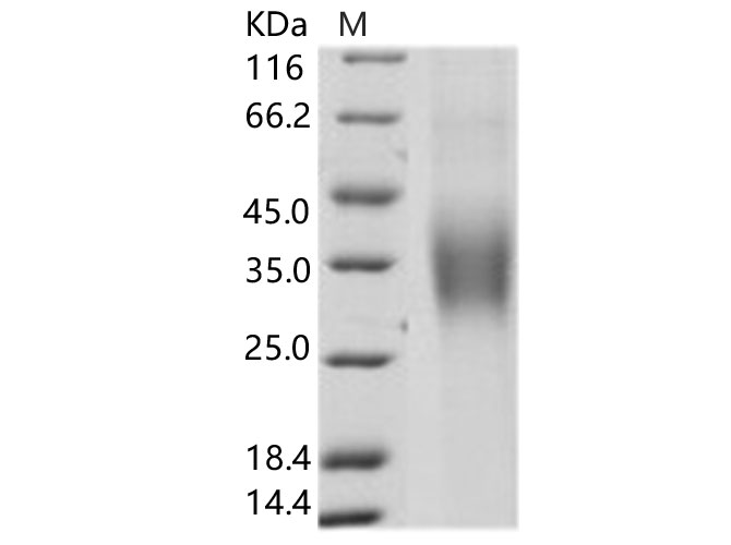 Валидация Elabscience PKSV030180(5957)