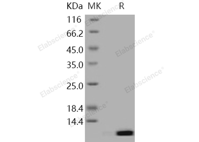 Валидация Elabscience PKSH031241(1995)