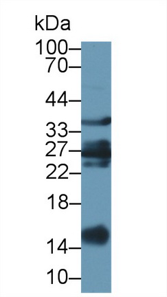 10376