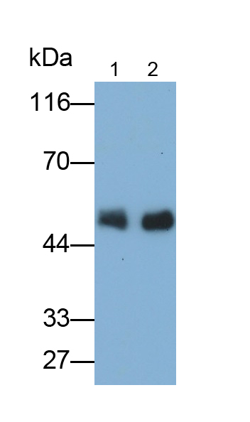62683