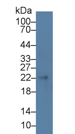 14009