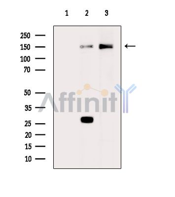 Валидация Affinity DF15926 - 12439