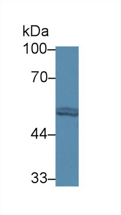 12778