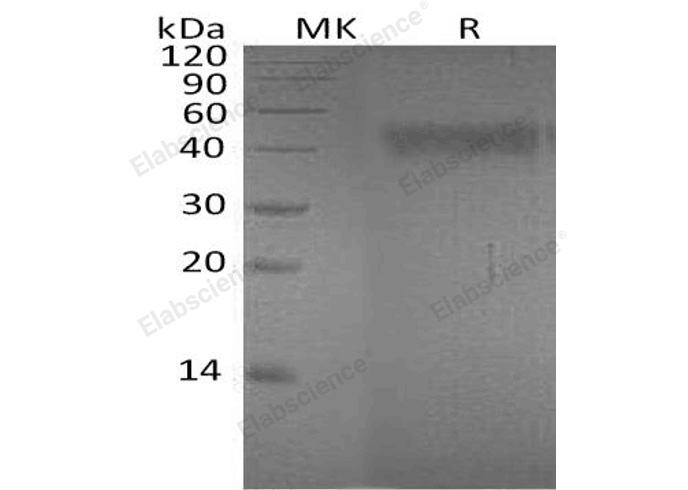 Валидация Elabscience PKSH032392(2874)