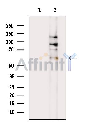 Валидация Affinity DF15917 - 12431