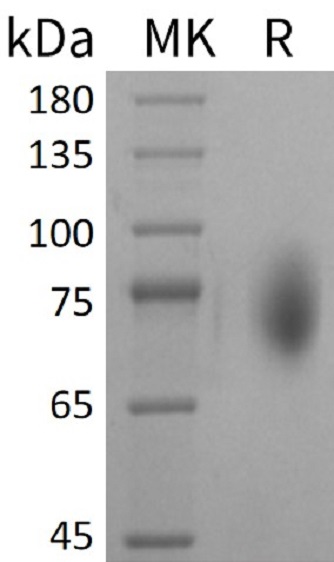 Валидация Elabscience PKSM041356(5250)