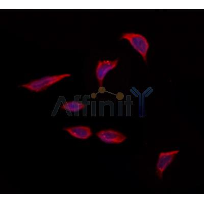 Валидация Affinity DF12433 - 6950