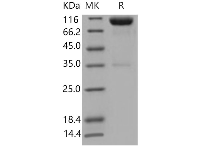 Валидация Elabscience PKSM040850(4808)