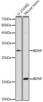Валидация Elabscience E-AB-93151