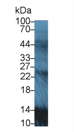 9794