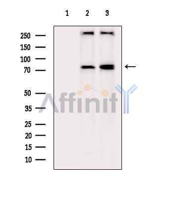 Валидация Affinity DF2469 - 13106
