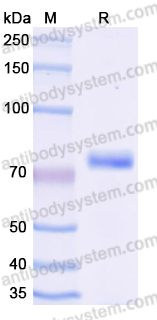 EHF86302, SDS-PAGE