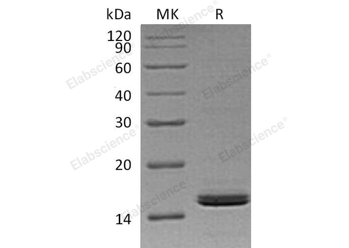 Валидация Elabscience PKSH032997(3384)
