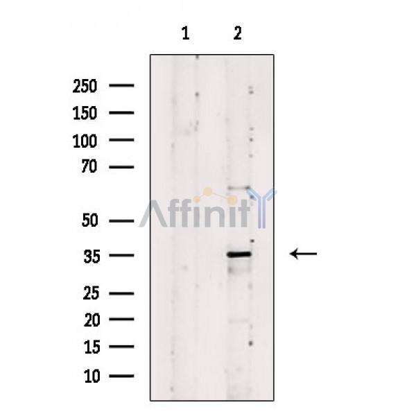 Валидация Affinity DF10031 - 5480