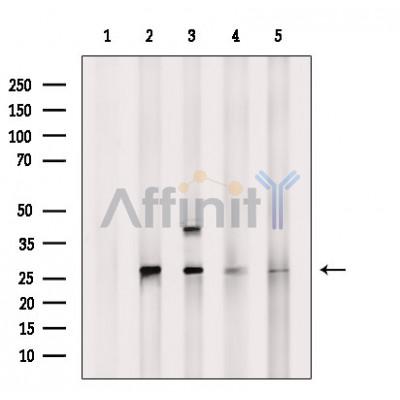 Валидация Affinity DF6911 - 18509
