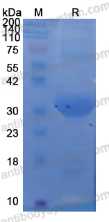YVV09603, SDS-PAGE