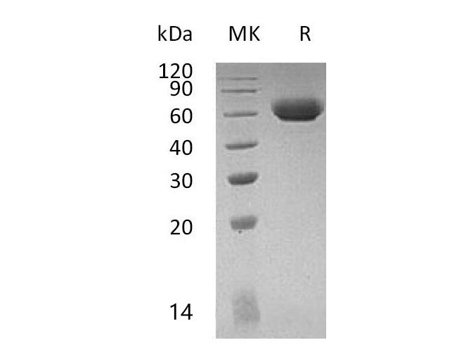Валидация Elabscience PKSM041104(5023)